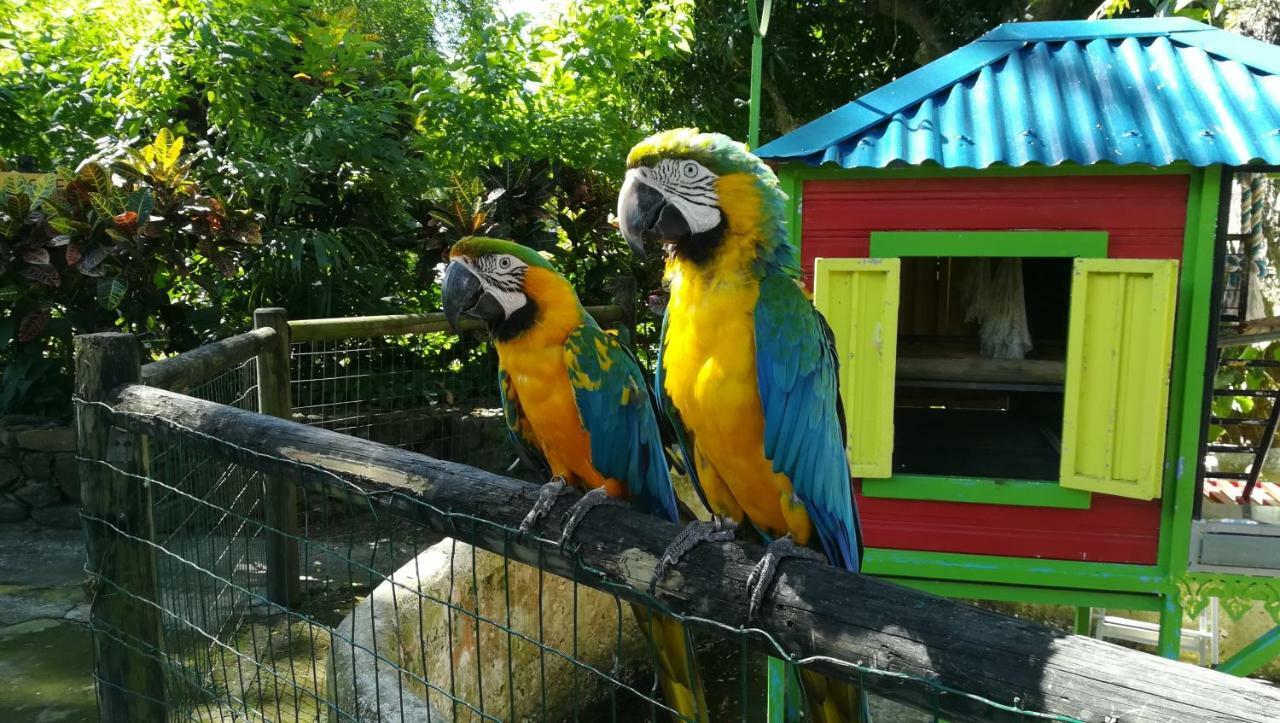 Apartamento Côté Caraïbes Bouillante Exterior foto